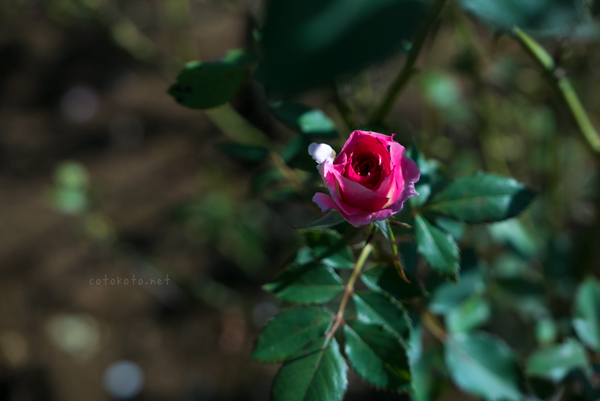 rose_01