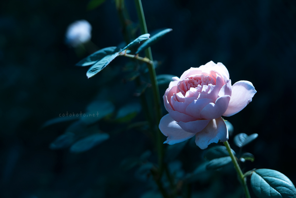rose_04